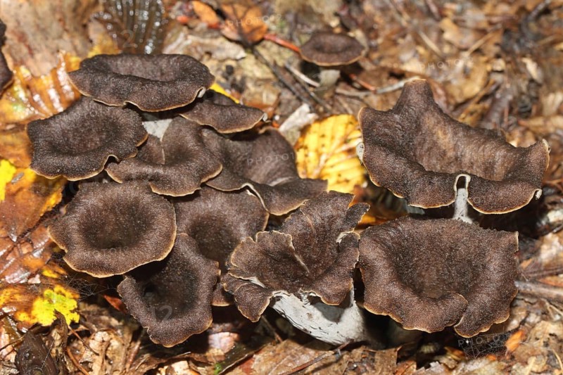 Autumn Trumpet