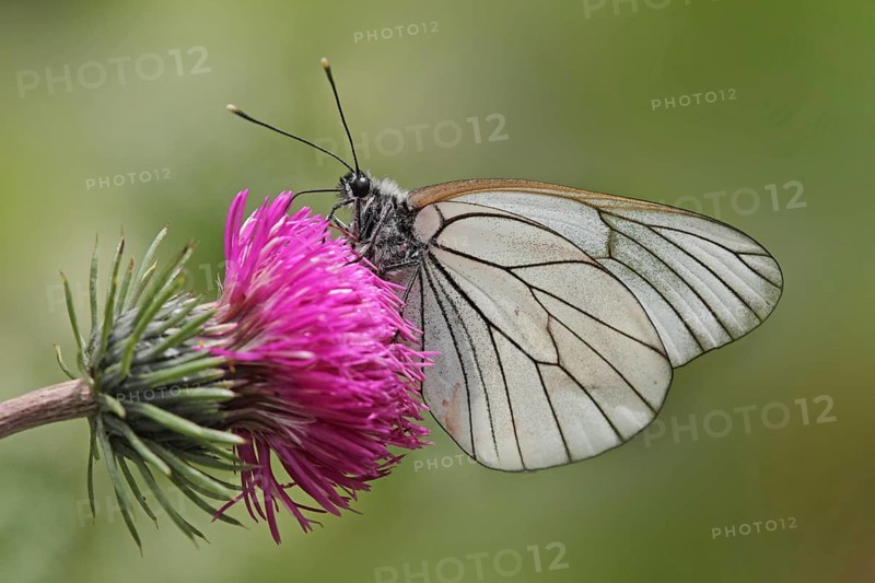 Tree White