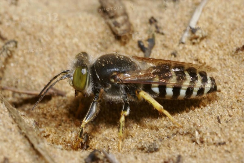 Beaked gyro wasp