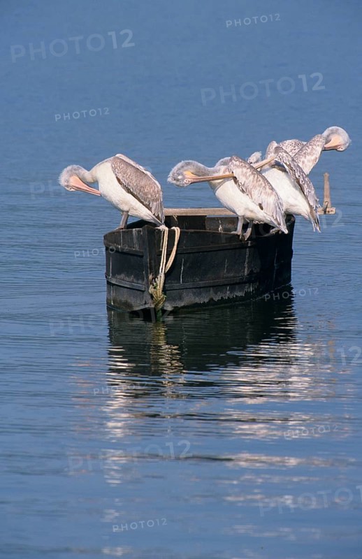 Dalmatian Pelican