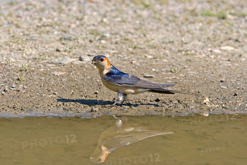 Red-rumped Swallow