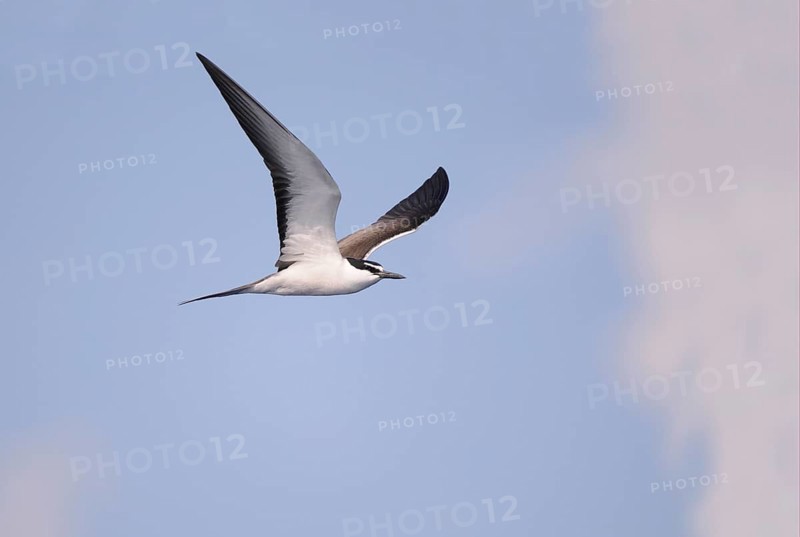 Bridled tern