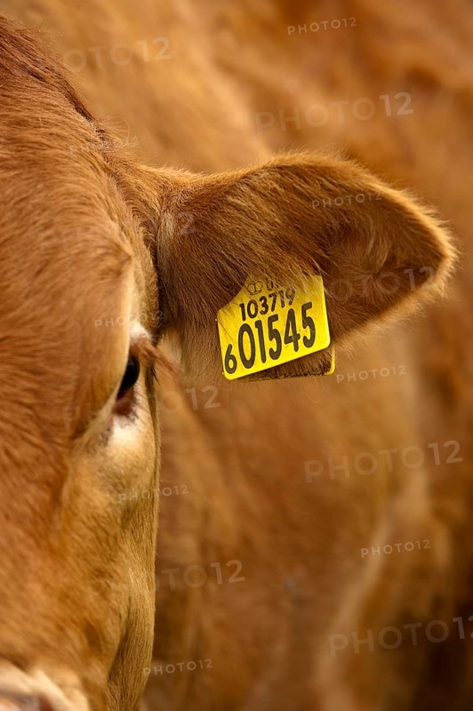 Domestic cattle