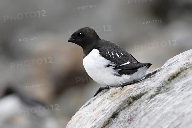 Little Auk