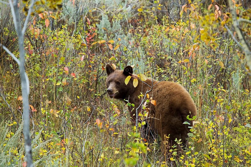 American Black Bear