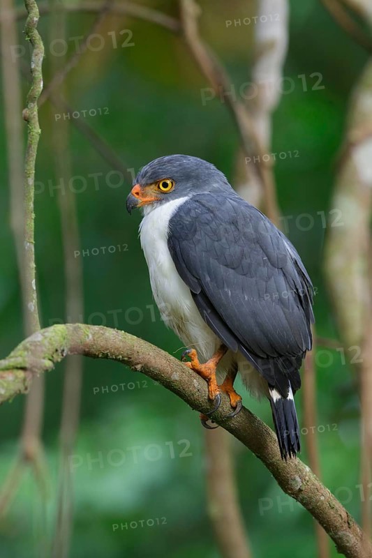 Semiplumbeous Hawk