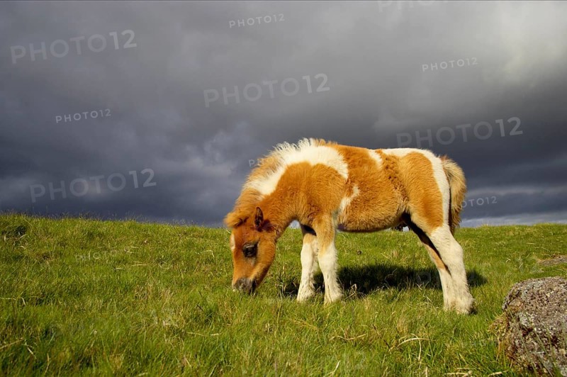 Dartmoor Pony