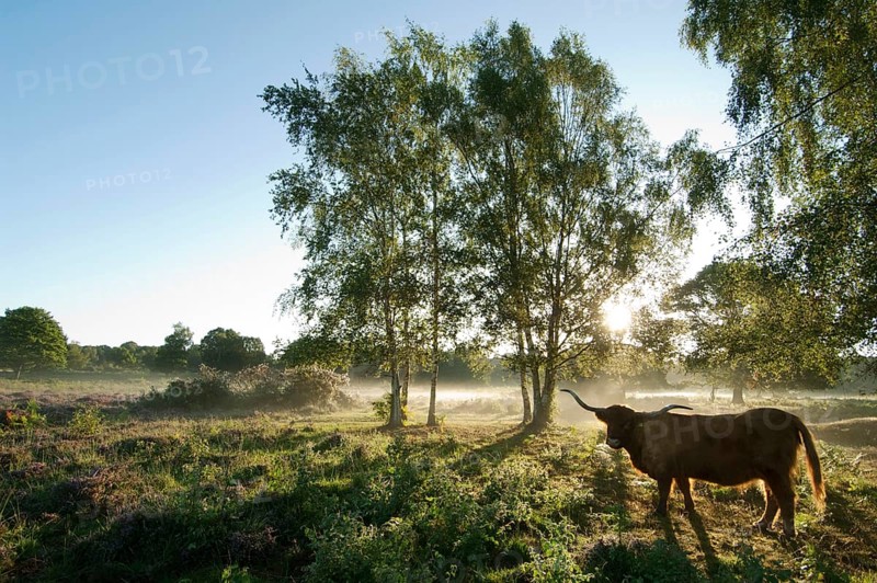 Highland cattle