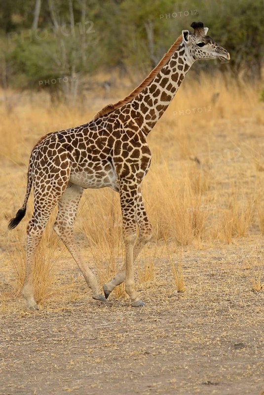 Thornicroft's Giraffe