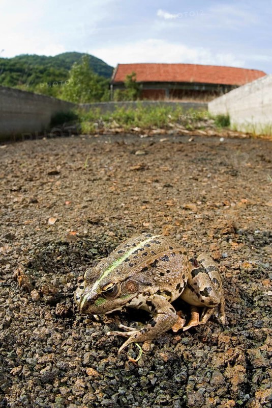 Marsh Frog