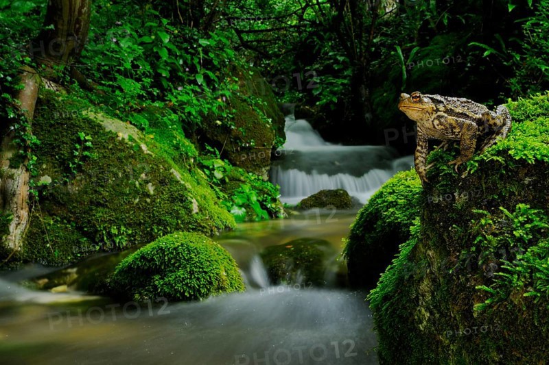 Common toad