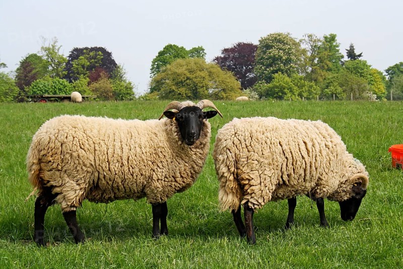 Domestic Sheep