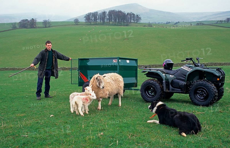 Sheep farming
