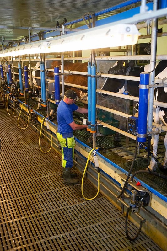 Dairy farmer in milking parlour