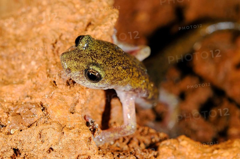 Sopramonte Cave Salamander