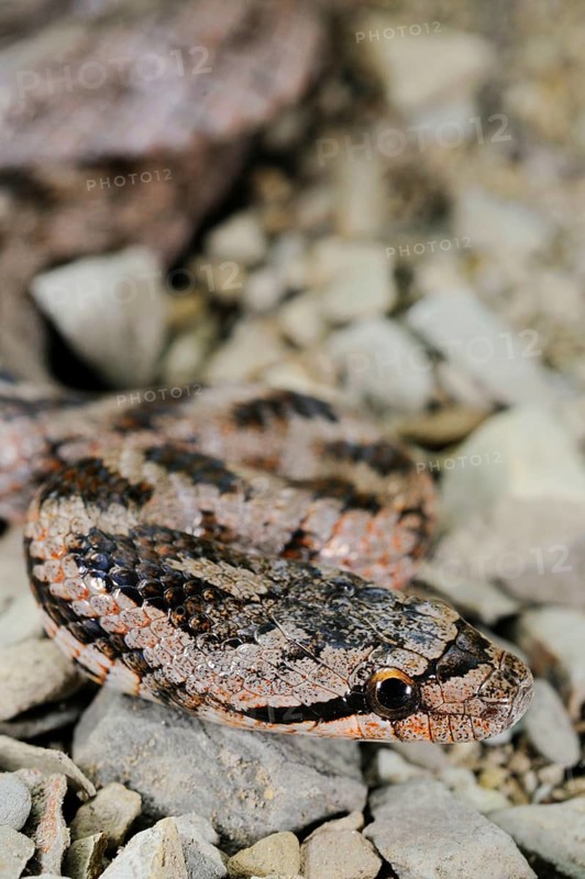Coluber girondicus