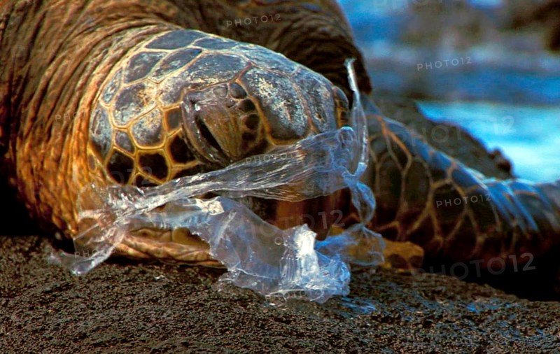 Chelonia mydas agassizi