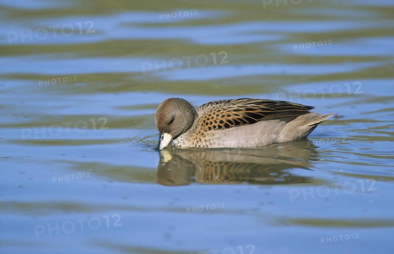 South American Teal Teal Teal Teal