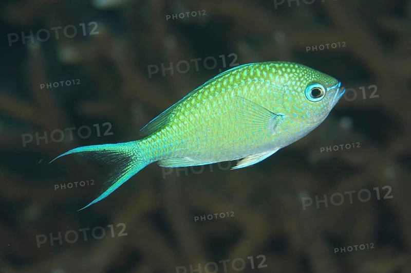 Black-axil chromis