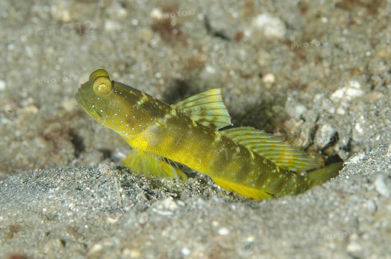 Yellow Lemon Watchman Goby