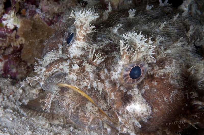 Frogfish