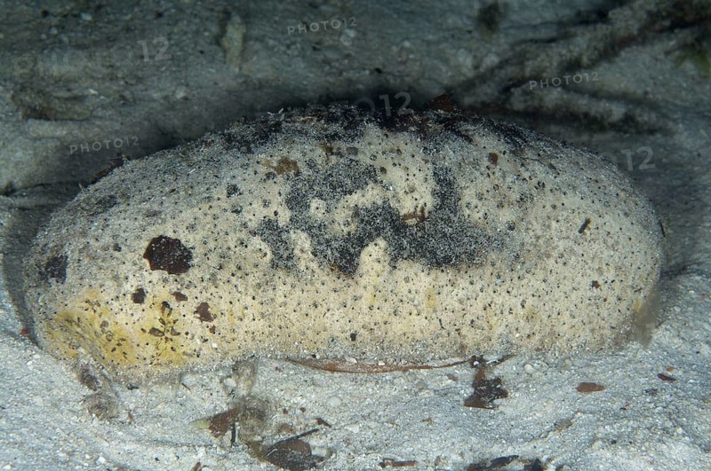 White teatfish sea cucumber