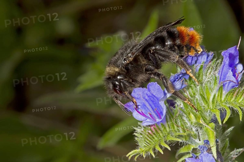 Red-tailed bumblebee