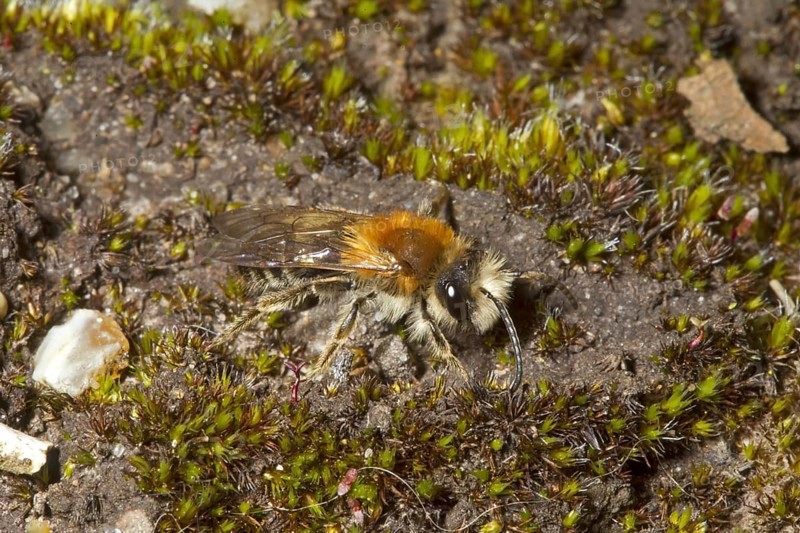 Glossy dusky sand bee