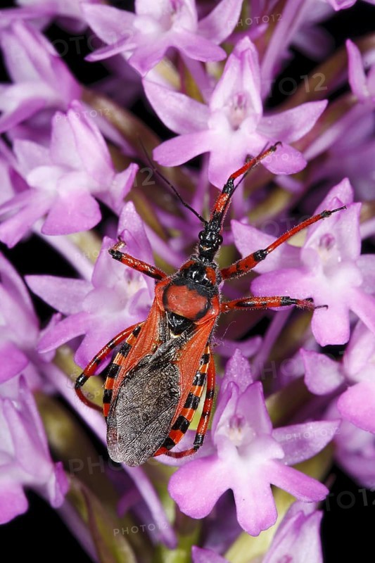 Red assassin bug