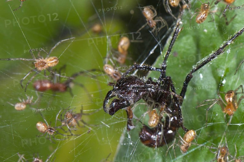 Adult social spider