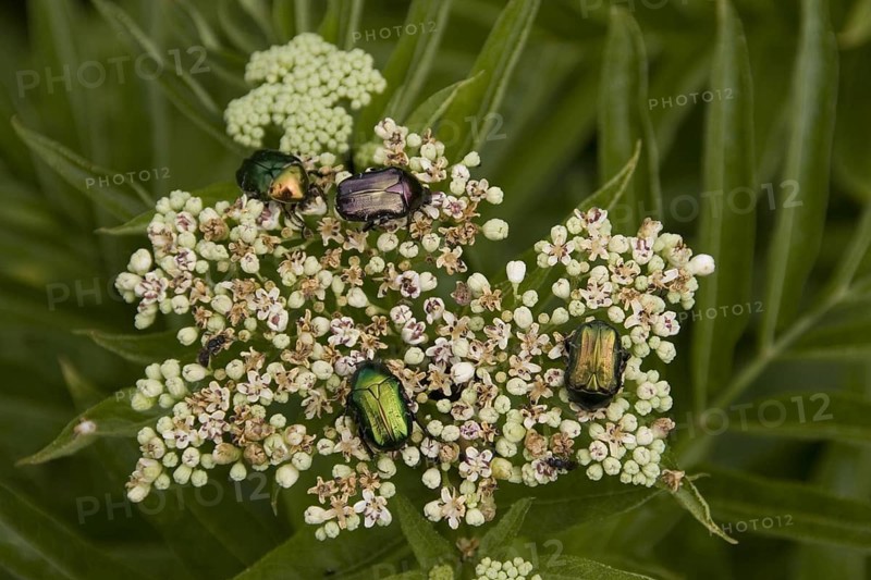 Golden rose chafer