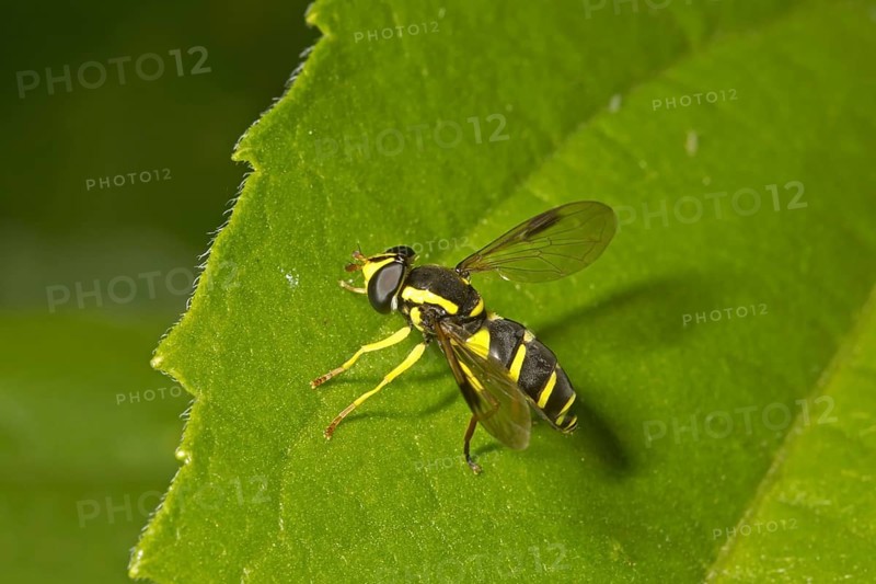 Late Yellow-bordered Hoverfly