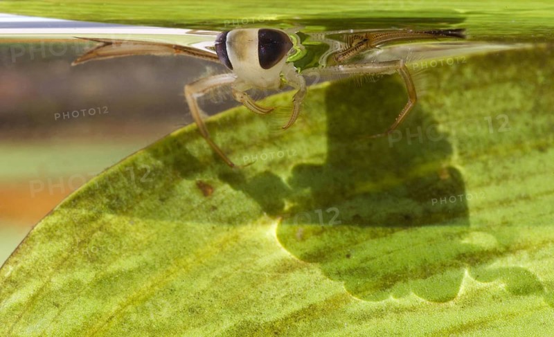 Lesser Water Boatman
