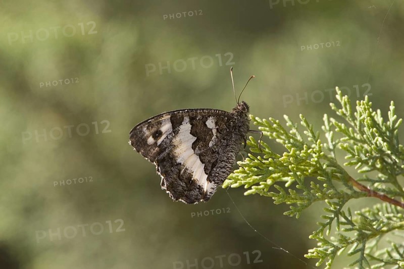 Kanetisia circe