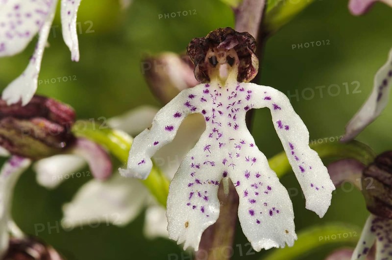 Lady Orchid