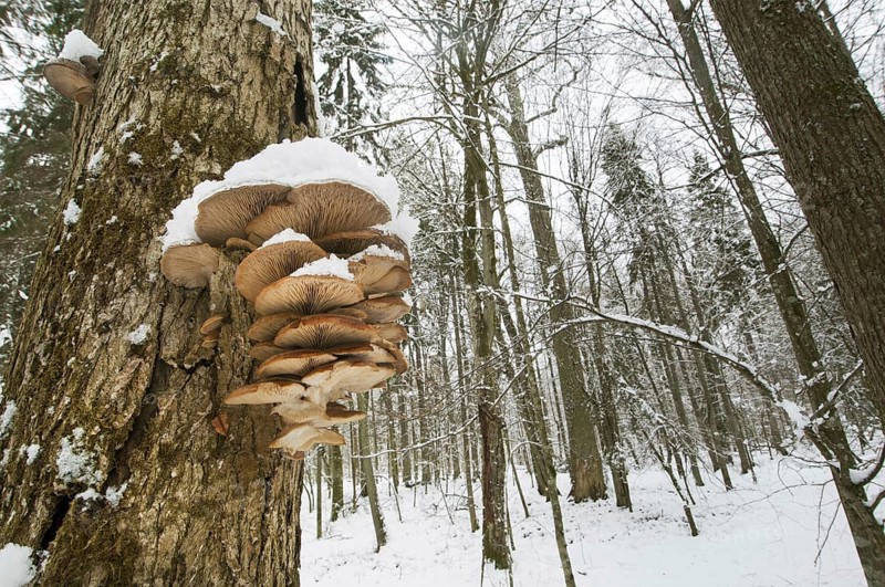 Fruiting body of the oyster mushrooms