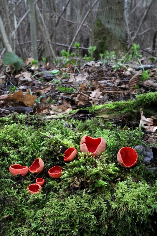Scarlet Elf Cup