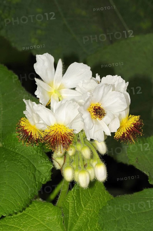Sparmannia africana