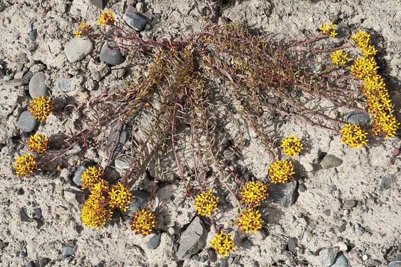 Flowering quinchamali
