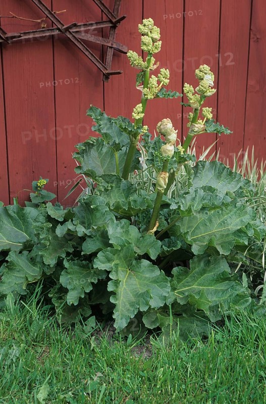 Rhapontic rhubarb