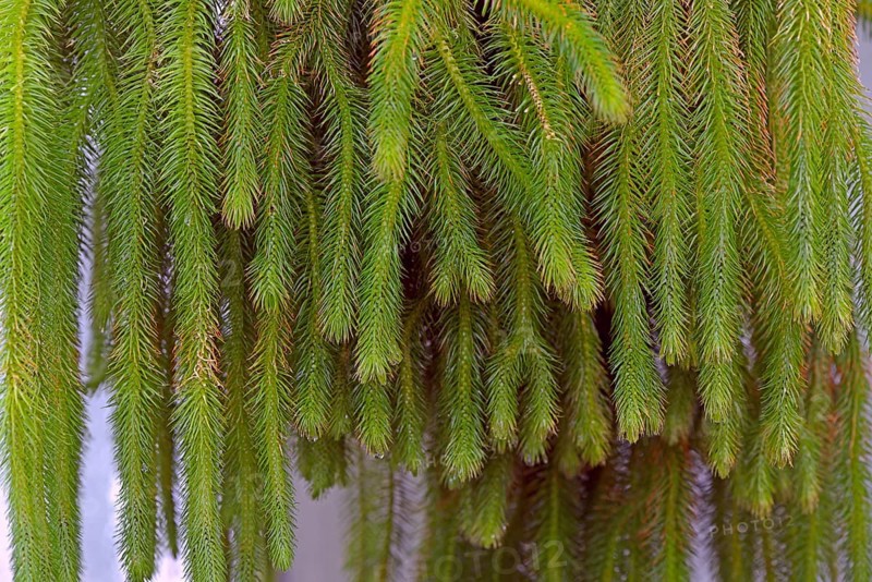 Club club moss