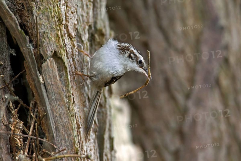 Eurasian treecreeper