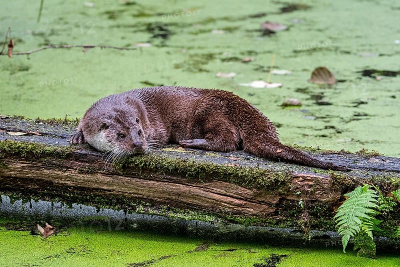 European european otter