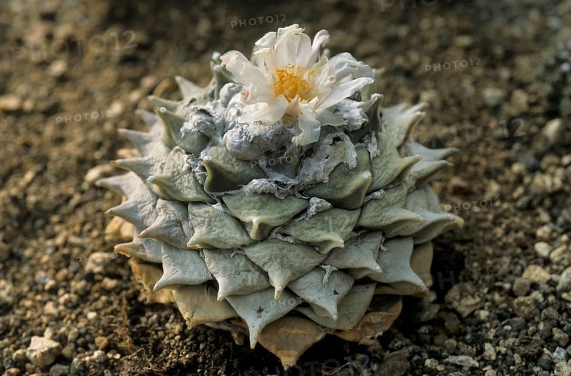 Truncated warty woolly fruit cactus