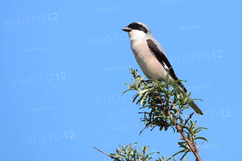Black-fronted Bush Shrike