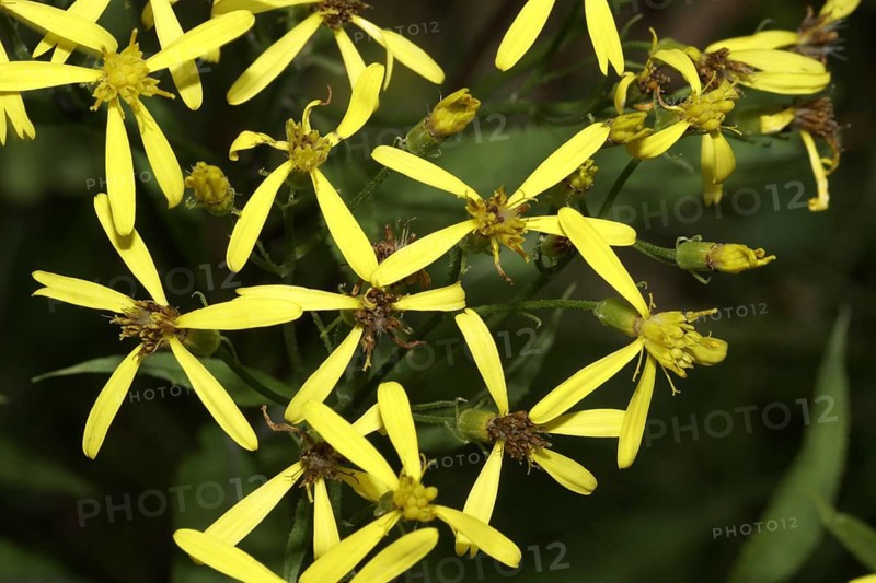 Fox ragwort