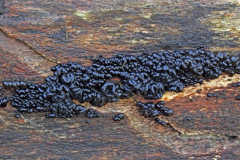Warty glandling