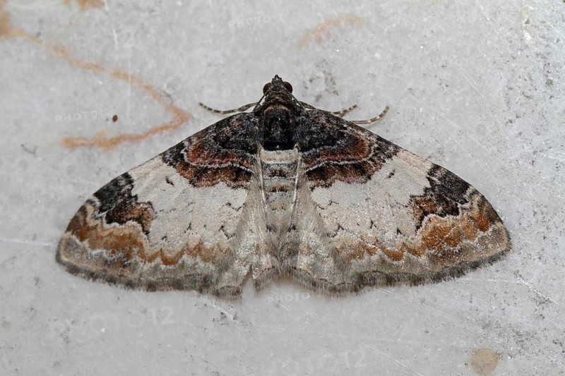 Brown-banded leaf moth