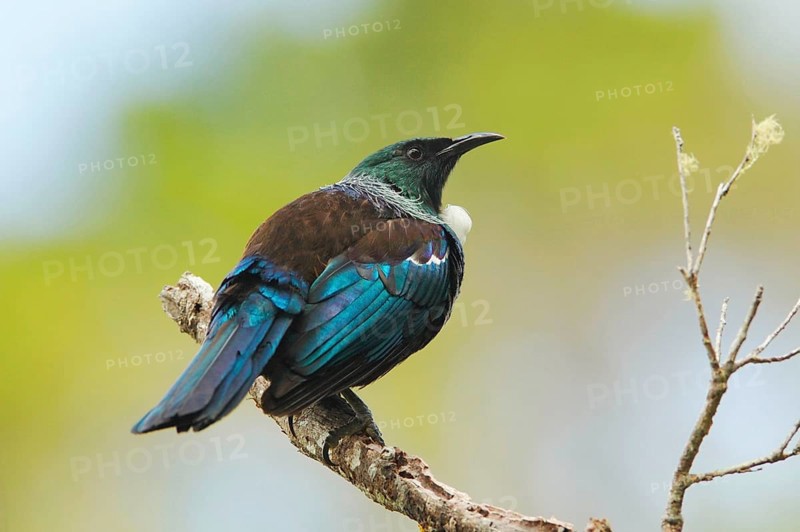 Tui