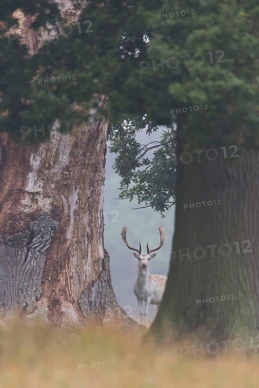 Fallow Deer